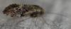 310943 – Photo : Christian Berquer – France (50)